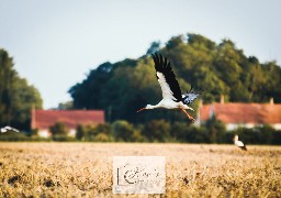 Des cigognes font étape dans le calaisis.