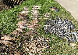 Pollution de la Liane: 7500 poissons morts ramassés ce matin