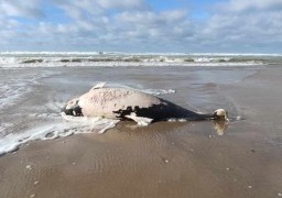 Le corps d’un cétacé découvert sur la plage de Berck-sur-Mer