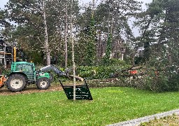 Un plan arbres au Touquet pour réparer les dégâts de la tempête