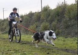 A Gravelines, 300 chiens et leurs maîtres vont courir la Icke Cani'Race !