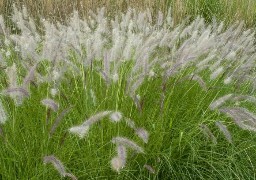 Allergie aux pollens : le Nord, la Somme et le Pas-de-Calais en alerte rouge !