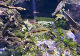 Les Escapades : Parcourez l'aquarium de Dunkerque au cœur du parc de Malo ! 