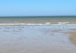 Sangatte: invasion de méduses sur la plage 