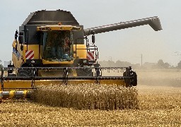 Les moissons de fin juillet produisent une qualité de blé moyenne sur le littoral Côte d'Opale et Picard. 