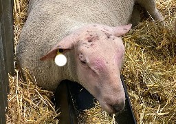 Un premier cas de la Maladie de la Langue Bleue sur un mouton près de Maubeuge.