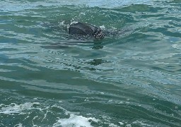 Les sauveteurs de la SNSM de Berck croisent une énorme tortue lors d'une opération de sauvetage.