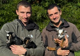 Naissance de 3 chevreaux à Bio-Topia Dunkerque 