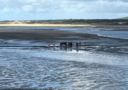 Touquet: trois chevaux envasés en Baie de Canche secourus ce lundi midi