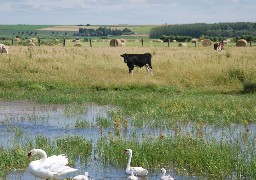 Le nouveau programme d'accompagnement des éleveurs de Picardie Maritime, présenté jeudi à Saint-Quentin-en-Tourmont