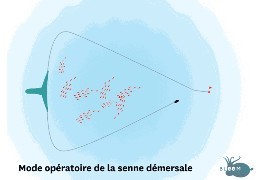 Vers un accord entre pêcheurs français, belges et néerlandais pour l'utilisation de la Senne démersale ! 