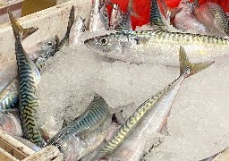 Pêche : Les quotas 2025 adoptés. A Boulogne sur mer, les marins-pêcheurs font la tête !