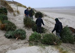 Les sapins de Noël déposés dans les dunes à Merlimont et Stella