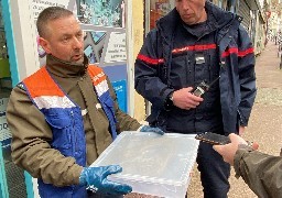 Boulogne sur mer : un serpent de plus d'un mètre découvert sous une baignoire.