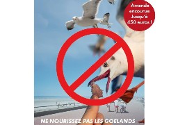 Le Touquet passe à la vitesse supérieure pour lutter contre la prolifération des goélands.