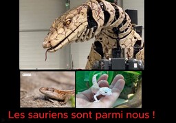 Le Varan de Voyage : que sont les sauriens ? Ces animaux qui investissent la ville de Calais...