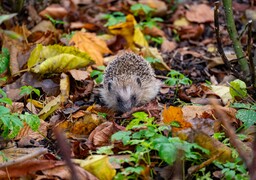 Calais : attention au hérisson dans le parc Saint-Pierre !
