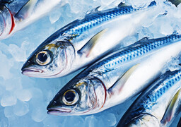 Maquereau : un quota de cinq prises par jour pour les pêcheurs amateurs