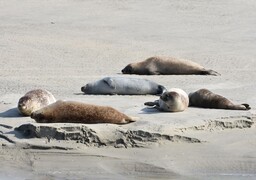 Un phoque en difficulté ce lundi à Fort-Mahon-Plage