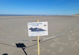 La ville de Fort-Mahon-Plage inaugure son îlot de tranquillité visant à protéger les phoques venant se reposer sur le littoral
