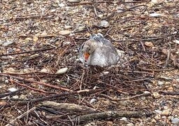 À Wimereux, le sort d’une oie et de ses œufs en jeu avec les grandes marées…