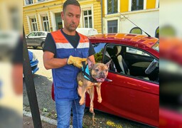 Encore deux chiens enfermés dans une voiture en plein soleil à Boulogne-sur-Mer