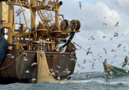 Qui contrôle vraiment la pêche en France ? L'enquête de BLOOM qui fait réagir à Boulogne