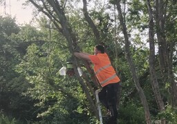 Coulogne installe des pièges contre les frelons asiatiques pour protéger habitants et apiculteurs