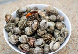 Pêche aux coques en Baie de Somme : ce qu’il faut absolument savoir avant de sortir votre griffe
