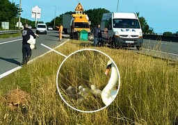 Une famille de cygnes sauvée sur l’A16 à Calais grâce à deux agents de la DIR Nord