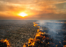 Widehem : un feu de champ détruit un hectare d'orge, deux agriculteurs évitent le pire