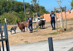 Calais : un chameau et trois lamas s’échappent du cirque Benzini