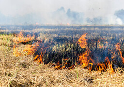 Cavron-Saint-Martin : un feu de chaumes ravage un champ ce mardi après-midi