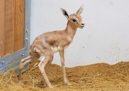 Quatre petites gazelles dorcas, une grande première au zoo d’Amiens et en France !