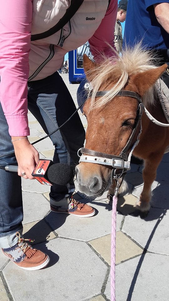 Journée du cheval: de nombreux centres équestres ont ouvert leurs portes ce week end. Au Touquet les chevaux ont investi la ville.  