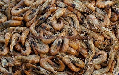 Les pêcheurs à pied et la mensuration des crevettes