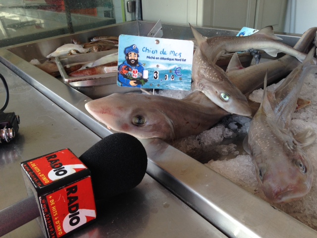 reportage sur les aubettes à poissons du port de Calais avec le bon poisson frais !