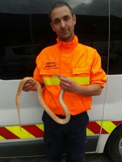 Un serpent ce 1m45 s'est baladé hier dans la cuisine d'un portelois 